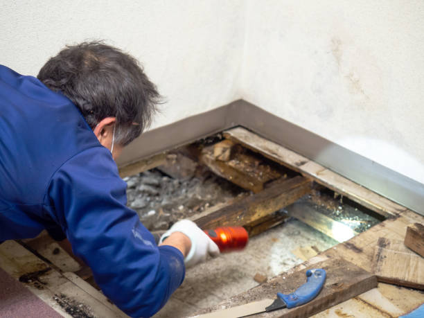 Best Attic Mold Remediation in Franklinville, NJ
