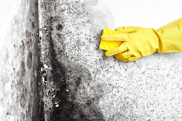 Best Industrial Mold Remediation in Franklinville, NJ