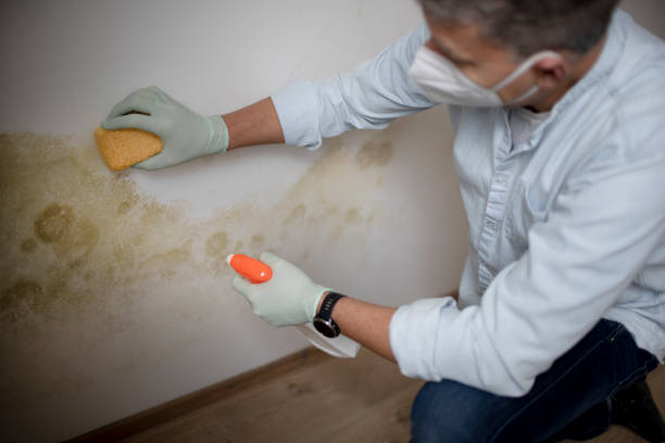 Professional Mold Remediation in Franklinville, NJ