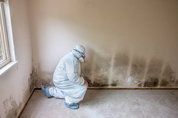 Best Mold Testing and Inspection Services in Franklinville, NJ